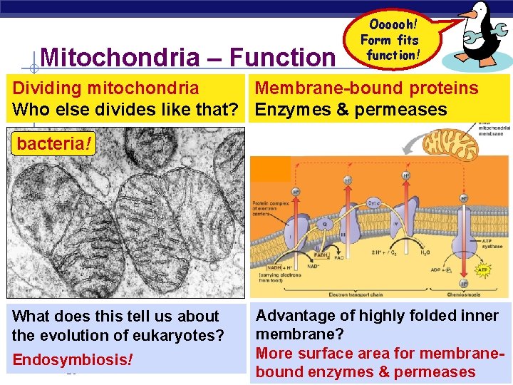 Mitochondria – Function Oooooh! Form fits function! Dividing mitochondria Membrane-bound proteins Who else divides