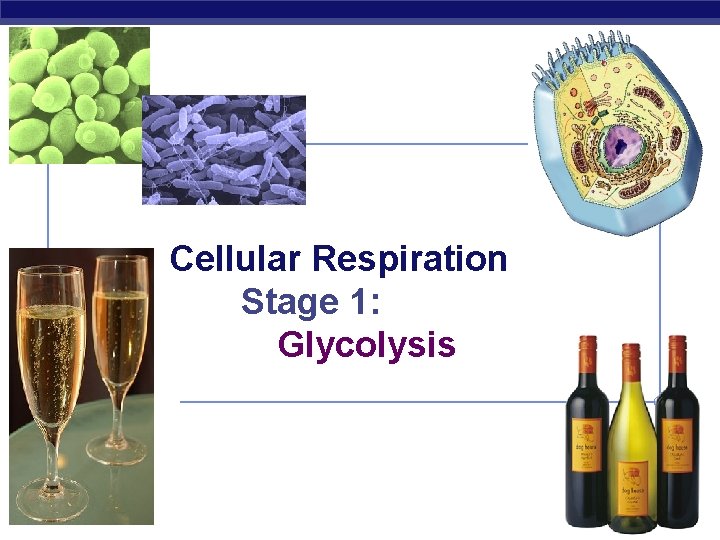 Cellular Respiration Stage 1: Glycolysis AP Biology 2007 -2008 