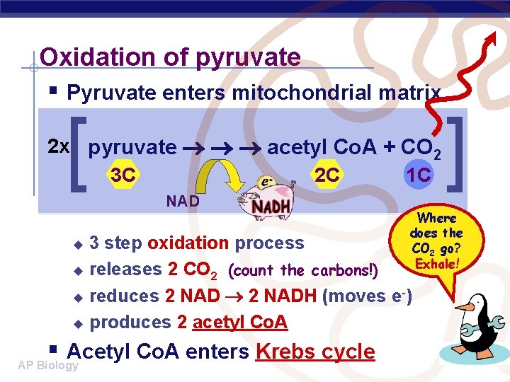 Oxidation of pyruvate § Pyruvate enters mitochondrial matrix [ 2 x pyruvate acetyl Co.