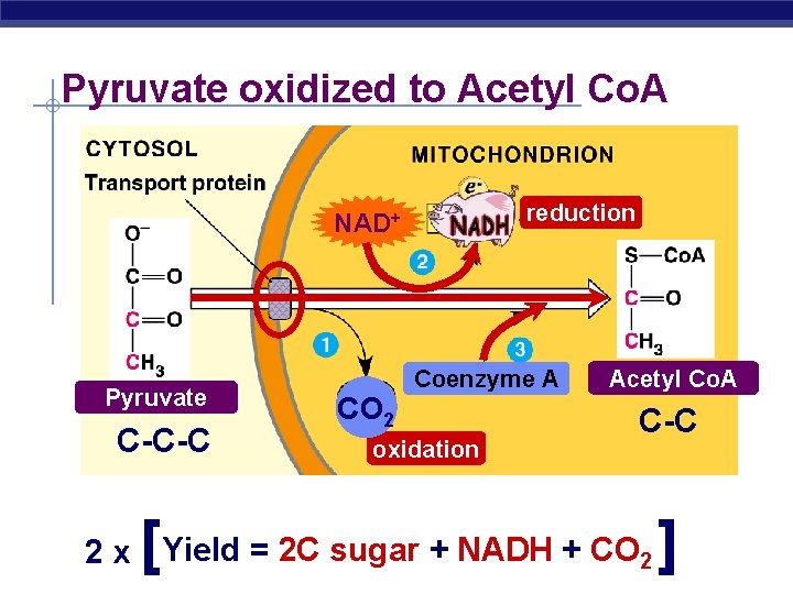 Pyruvate oxidized to Acetyl Co. A reduction NAD+ Pyruvate C-C-C [ CO 2 Coenzyme