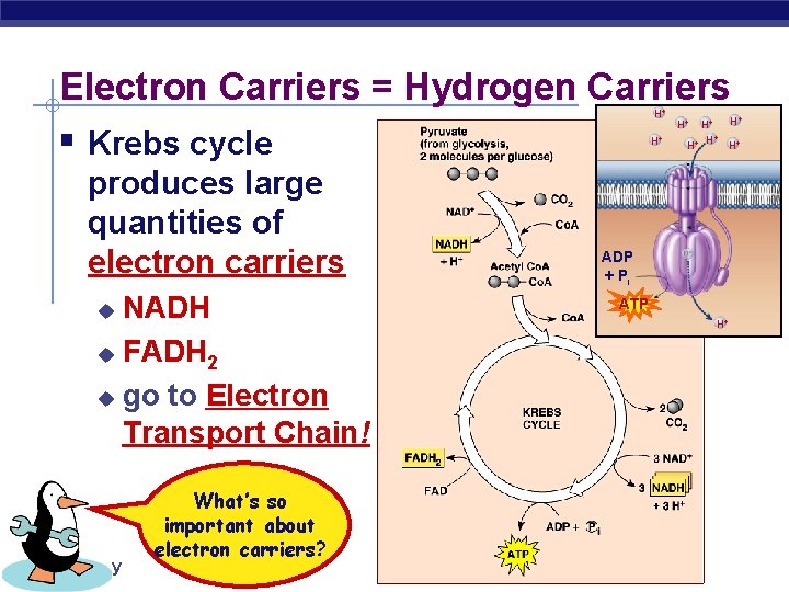 Electron Carriers = Hydrogen Carriers H+ § Krebs cycle produces large quantities of electron