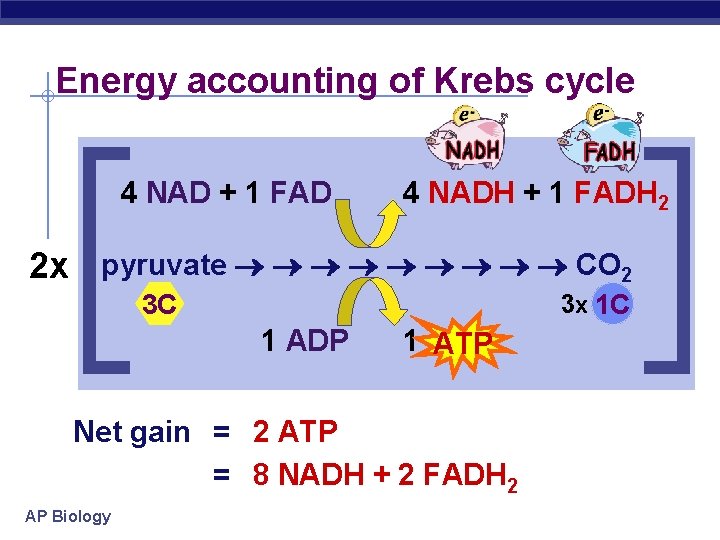 Energy accounting of Krebs cycle 4 NAD + 1 FAD 4 NADH + 1