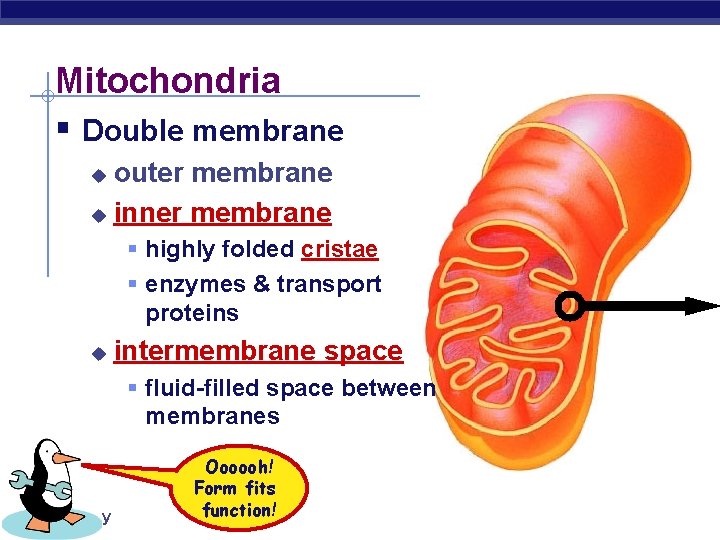 Mitochondria § Double membrane outer membrane u inner membrane u § highly folded cristae