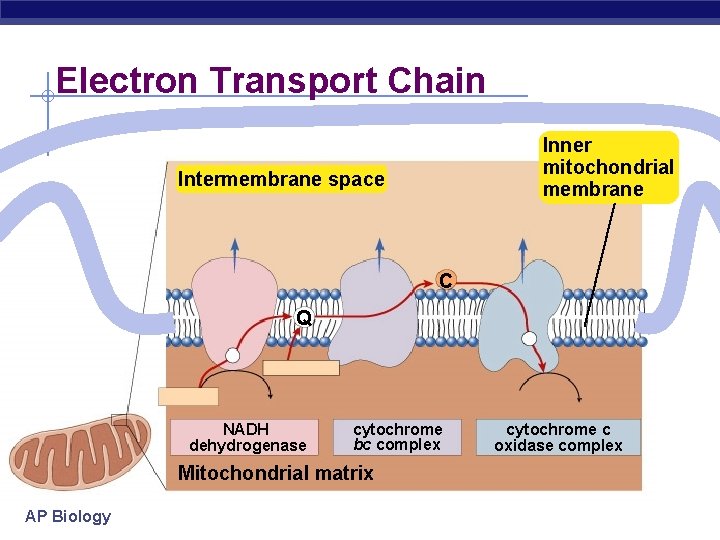 Electron Transport Chain Inner mitochondrial membrane Intermembrane space C Q NADH dehydrogenase cytochrome bc