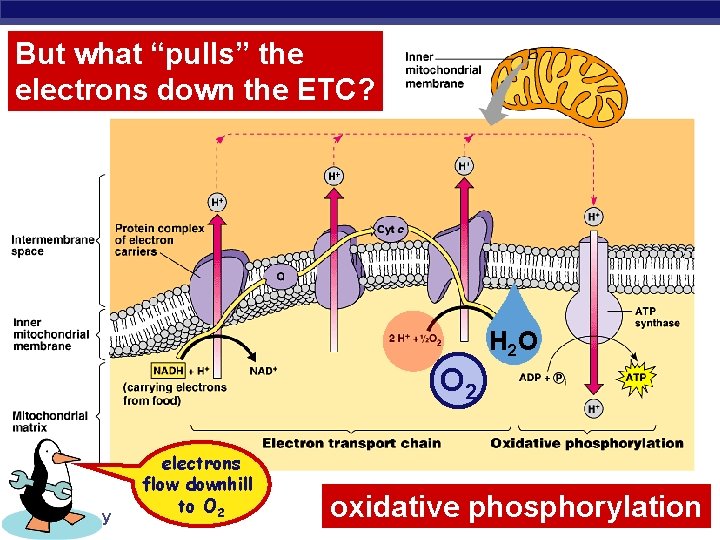 But what “pulls” the electrons down the ETC? H 2 O O 2 AP