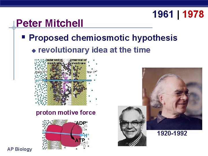 1961 | 1978 Peter Mitchell § Proposed chemiosmotic hypothesis u revolutionary idea at the