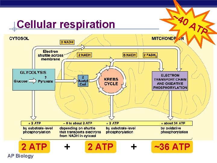 ~4 0 A Cellular respiration 2 ATP AP Biology + 2 ATP + ~36