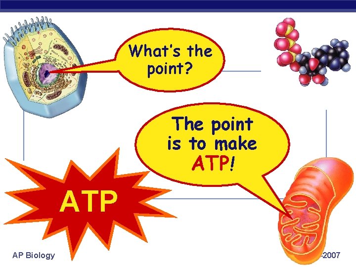 What’s the point? The point is to make ATP! ATP AP Biology 2006 -2007