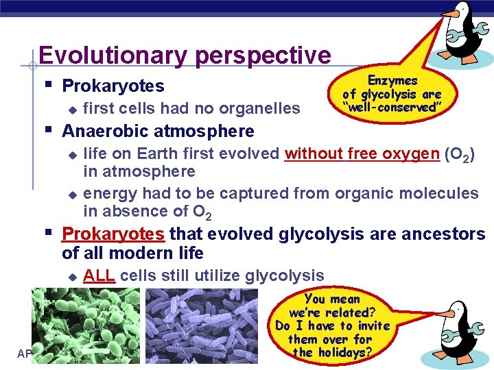 Evolutionary perspective § Prokaryotes u first cells had no organelles Enzymes of glycolysis are