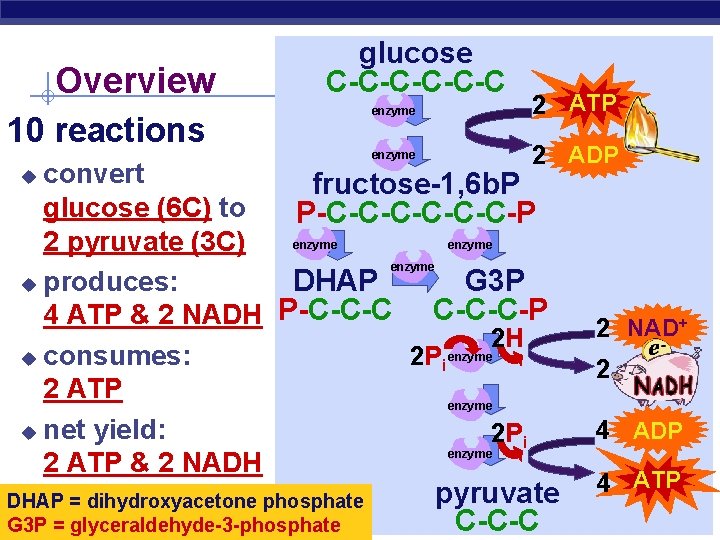 Overview glucose C-C-C-C 10 reactions enzyme 2 ATP 2 ADP convert fructose-1, 6 b.