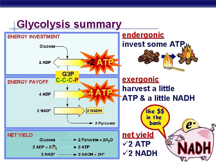 Glycolysis summary endergonic invest some ATP ENERGY INVESTMENT -2 ATP G 3 P ENERGY
