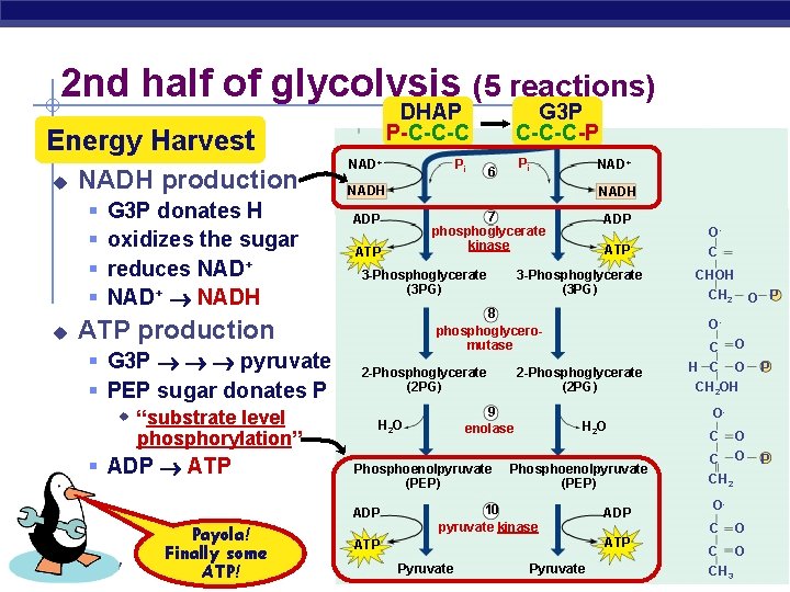 2 nd half of glycolysis (5 reactions) DHAP P-C-C-C Energy Harvest u NADH production