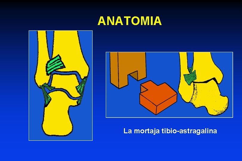 ANATOMIA La mortaja tibio-astragalina ANATOMIA La mortaja tibio-astragalina