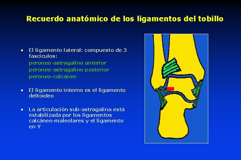 Recuerdo anatómico de los ligamentos del tobillo • El ligamento lateral: compuesto de 3