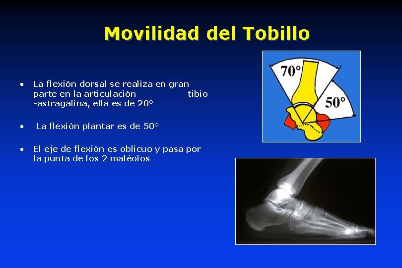 Movilidad del Tobillo • • • La flexión dorsal se realiza en gran parte