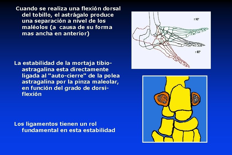 Cuando se realiza una flexión dorsal del tobillo, el astrágalo produce una separación a