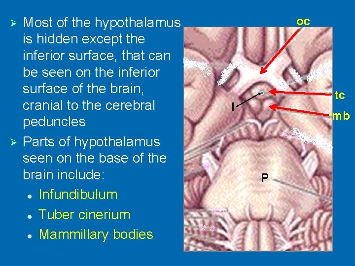 Most of the hypothalamus is hidden except the inferior surface, that can be seen
