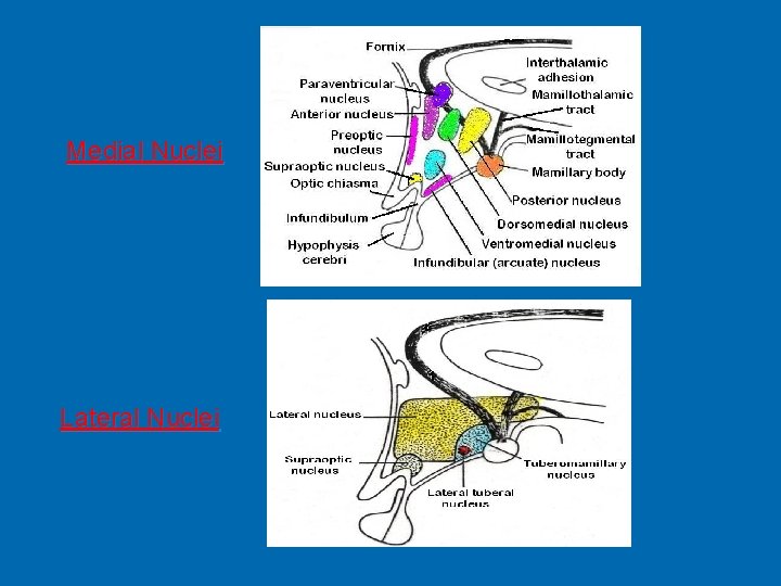 Medial Nuclei Lateral Nuclei 