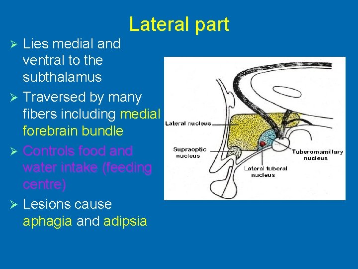Lateral part Lies medial and ventral to the subthalamus Ø Traversed by many fibers