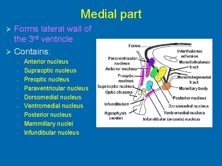 Medial part Forms lateral wall of the 3 rd ventricle Ø Contains: Ø •