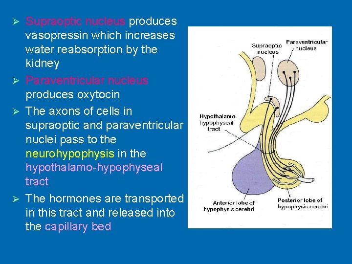 Ø Ø Supraoptic nucleus produces vasopressin which increases water reabsorption by the kidney Paraventricular