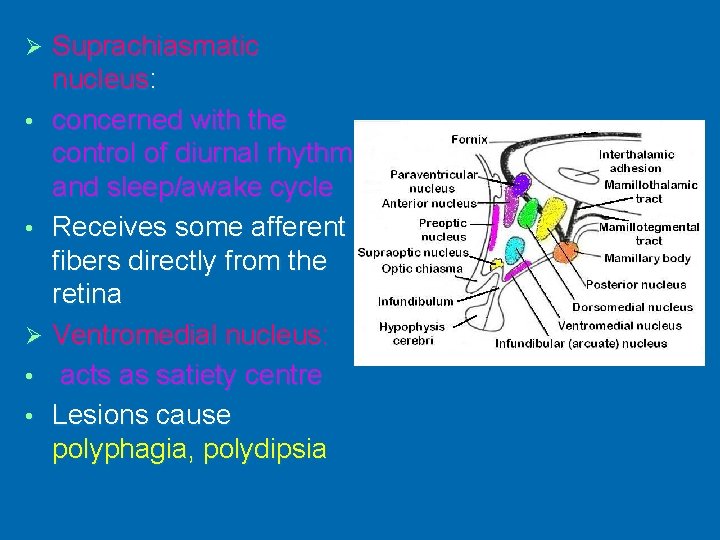 Suprachiasmatic nucleus: • concerned with the control of diurnal rhythm and sleep/awake cycle •