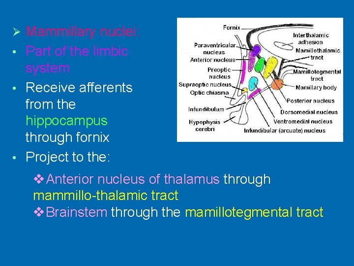 Mammillary nuclei: • Part of the limbic system • Receive afferents from the hippocampus