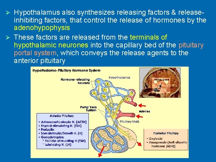 Hypothalamus also synthesizes releasing factors & releaseinhibiting factors, that control the release of hormones
