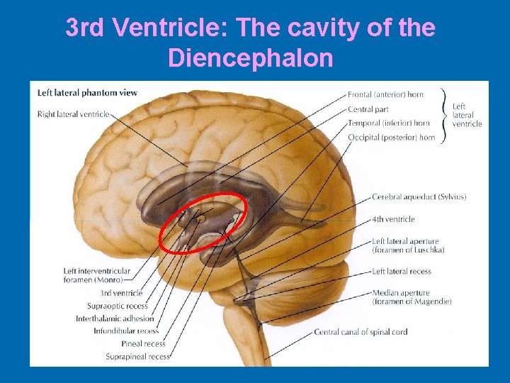 3 rd Ventricle: The cavity of the Diencephalon 