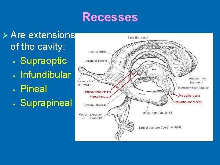 Recesses Ø Are extensions of the cavity: § Supraoptic § Infundibular § Pineal §