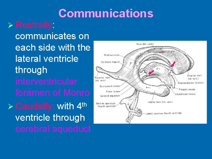 Ø Rostrally: Communications communicates on each side with the lateral ventricle through interventricular foramen