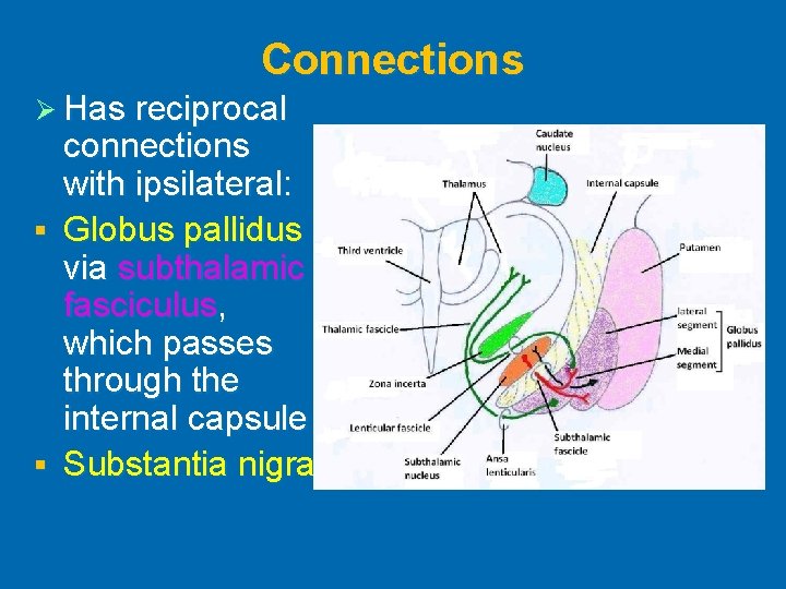 Connections Ø Has reciprocal connections with ipsilateral: § Globus pallidus via subthalamic fasciculus, which