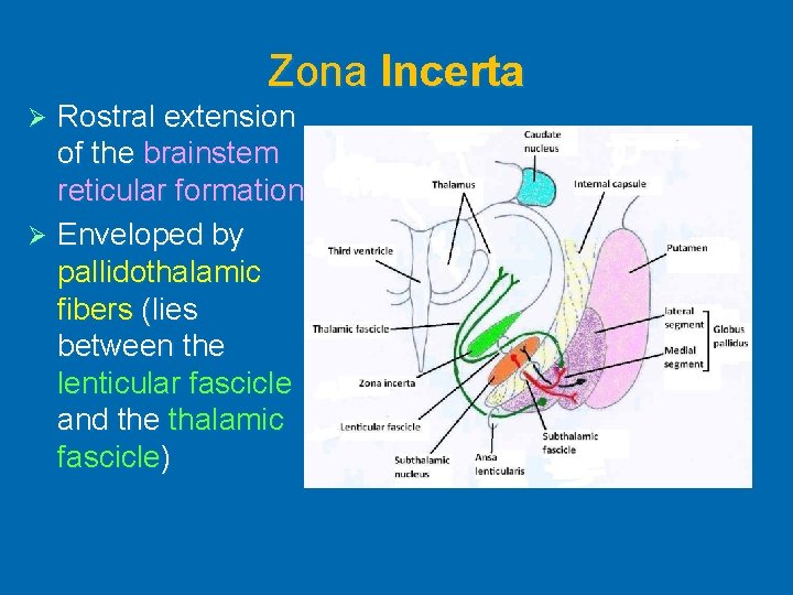 Zona Incerta Rostral extension of the brainstem reticular formation Ø Enveloped by pallidothalamic fibers