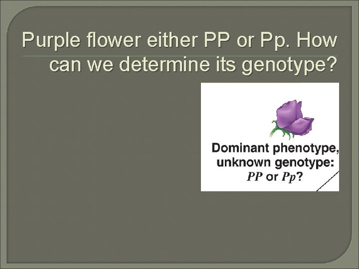 Purple flower either PP or Pp. How can we determine its genotype? 