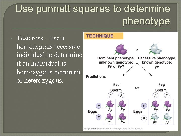 Use punnett squares to determine phenotype Testcross – use a homozygous recessive individual to