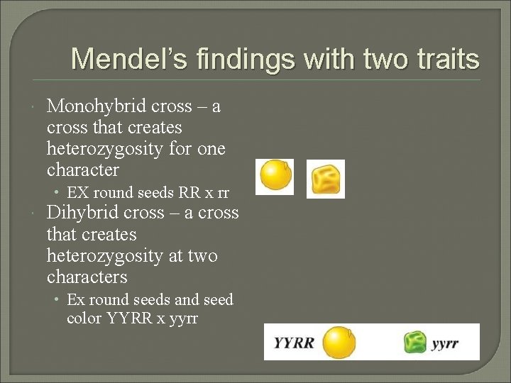 Mendel’s findings with two traits Monohybrid cross – a cross that creates heterozygosity for