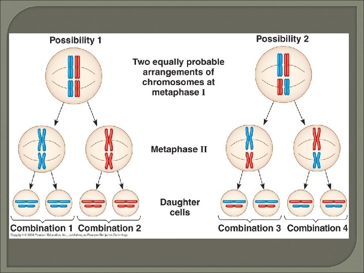 Law of independent assortment Genes segregate independent of one another (as long as they