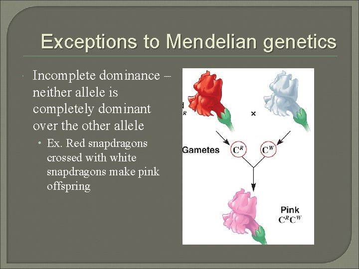 Exceptions to Mendelian genetics Incomplete dominance – neither allele is completely dominant over the