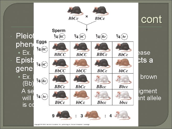 Inheritance cont Pleiotropy – One gene having many phenotypic effects • Ex. Multiple symptoms