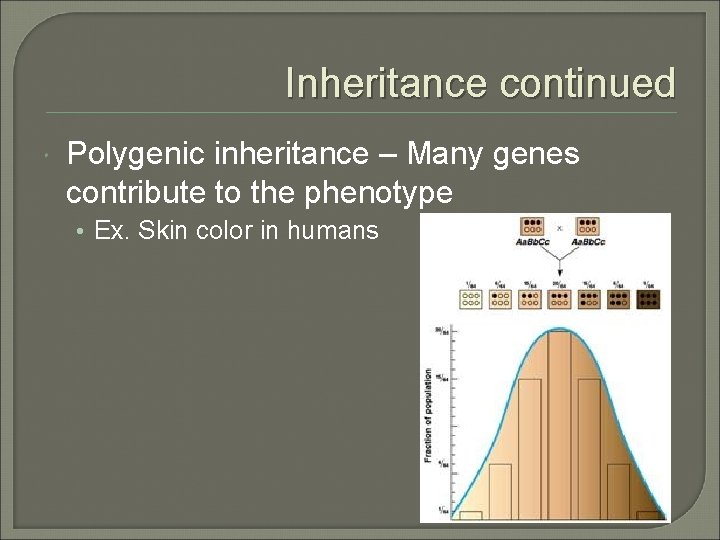 Inheritance continued Polygenic inheritance – Many genes contribute to the phenotype • Ex. Skin