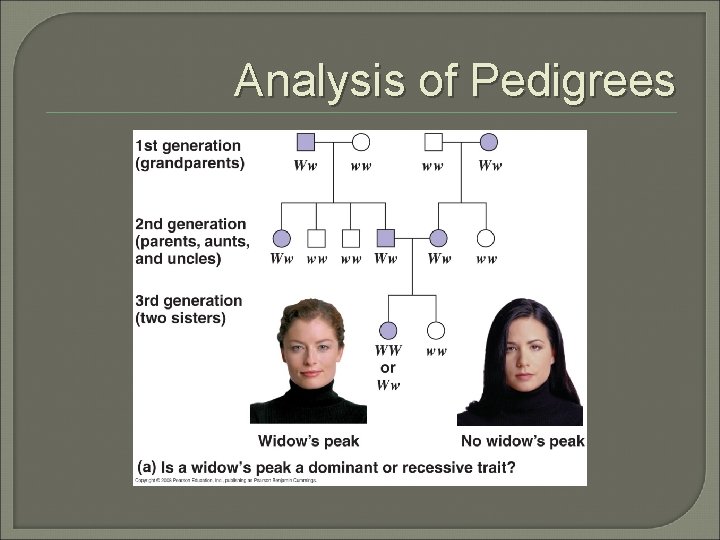 Analysis of Pedigrees 