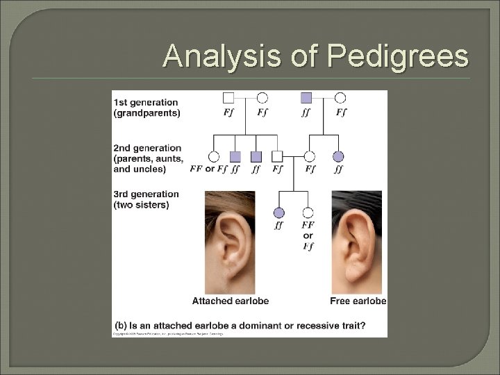 Analysis of Pedigrees 