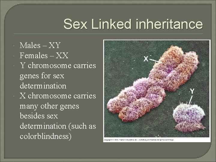 Sex Linked inheritance Males – XY Females – XX Y chromosome carries genes for