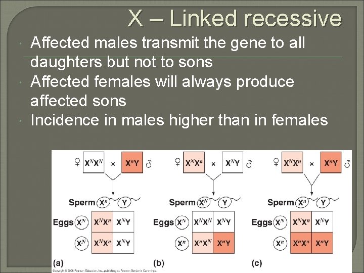 X – Linked recessive Affected males transmit the gene to all daughters but not