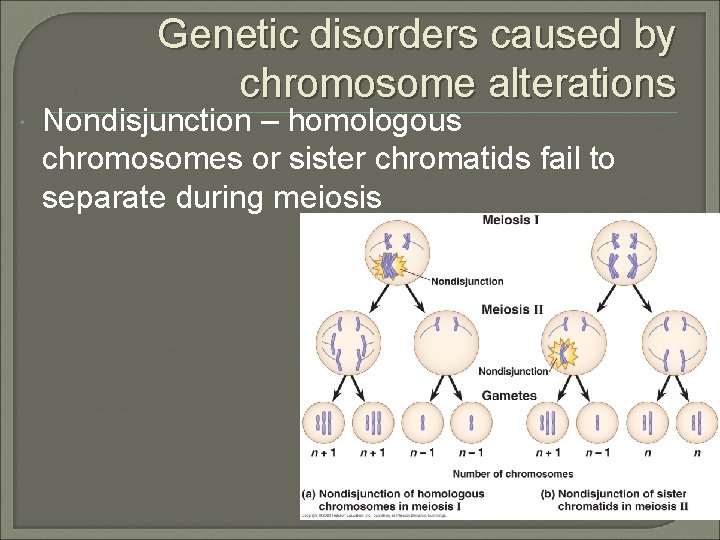 Genetic disorders caused by chromosome alterations Nondisjunction – homologous chromosomes or sister chromatids fail