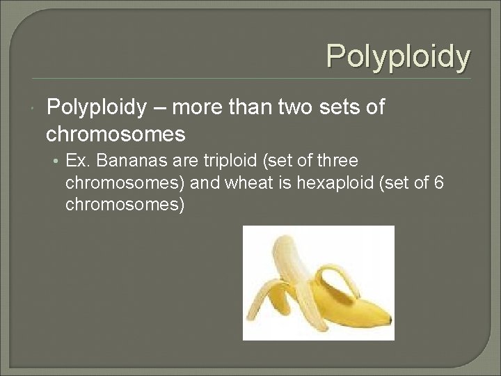 Polyploidy – more than two sets of chromosomes • Ex. Bananas are triploid (set