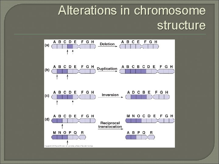 Alterations in chromosome structure 