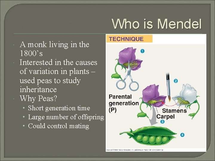 Who is Mendel A monk living in the 1800’s Interested in the causes of