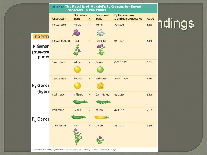 Mendel’s Findings 