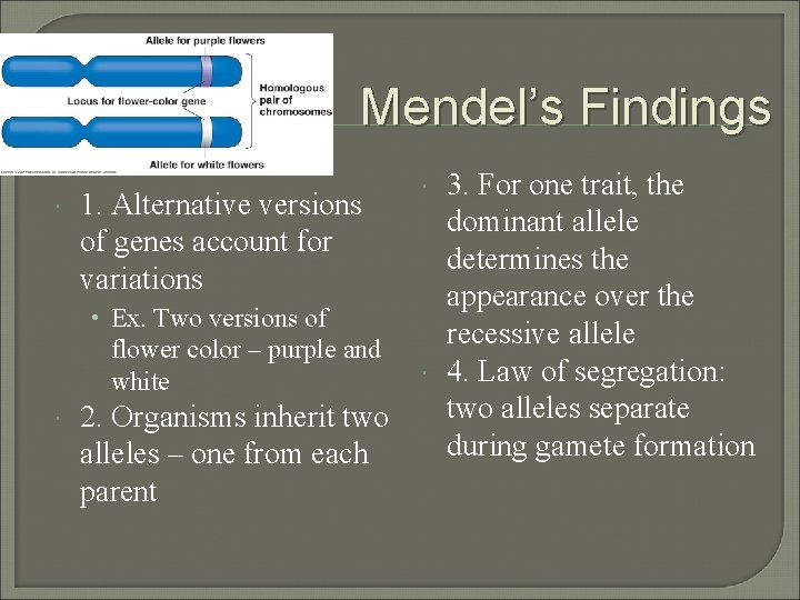 Mendel’s Findings 1. Alternative versions of genes account for variations • Ex. Two versions